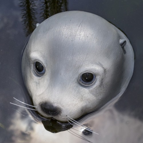 Schwimmtier seehund teich - schwimmtier,